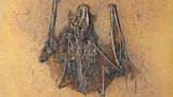 Versteinerte Fledermaus Messel