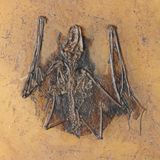 Versteinerte Fledermaus Messel