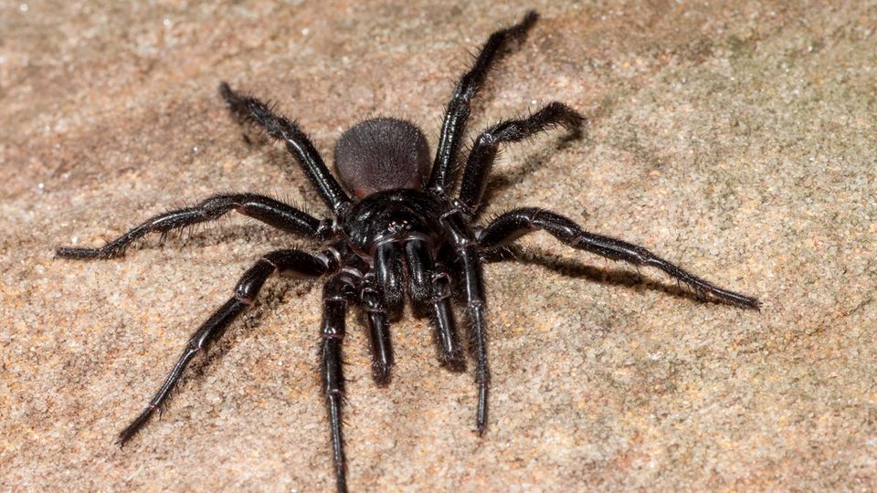 Neue, giftige Riesen-Spinnenart klassifiziert: Das ist "Big Boy" Eine schwarze Sydney-Trichternetzspinne sitzt auf Sand. Sie ist eine der tödlichsten Spinnen der Welt