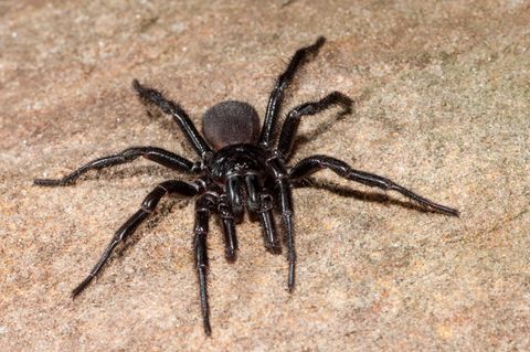 Eine schwarze Sydney-Trichternetzspinne sitzt auf Sand. Sie ist eine der tödlichsten Spinnen der Welt