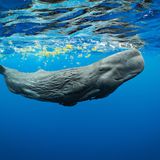 Ein junger Pottwal in der karibischen See