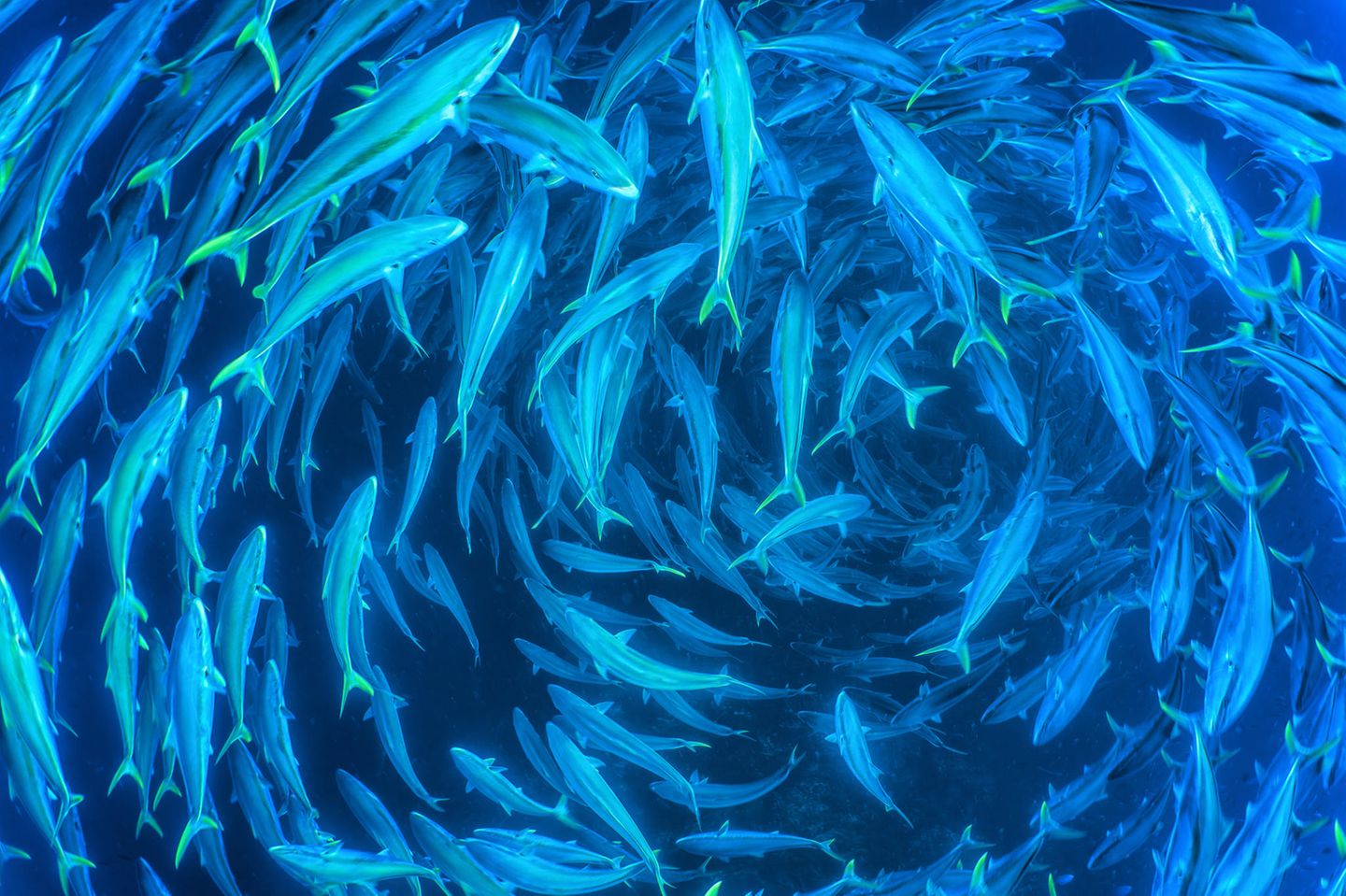 Großer runder Schwarm aus Raubfischen
