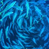 Großer runder Schwarm aus Raubfischen