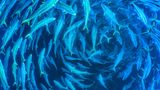 Großer runder Schwarm aus Raubfischen