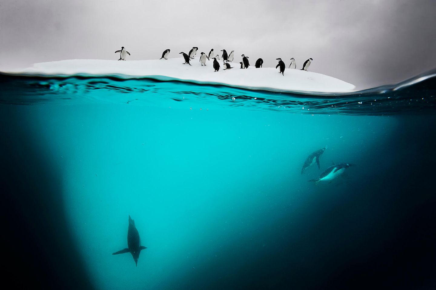 Pinguine auf einer Eisscholle in der Antarktis Pinguine auf einer Eisscholle in der Antarktis