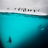 Pinguine auf einer Eisscholle in der Antarktis