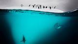 Pinguine auf einer Eisscholle in der Antarktis