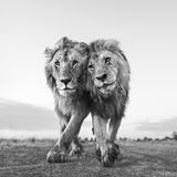 Zwei Löäwen in Kenya laufen in perfekter Symmetrie durch die Landschaft