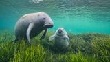 Eine Sehkuh und ihr Junges schwimmen im Crystal River in neu angepflanztem Seegras