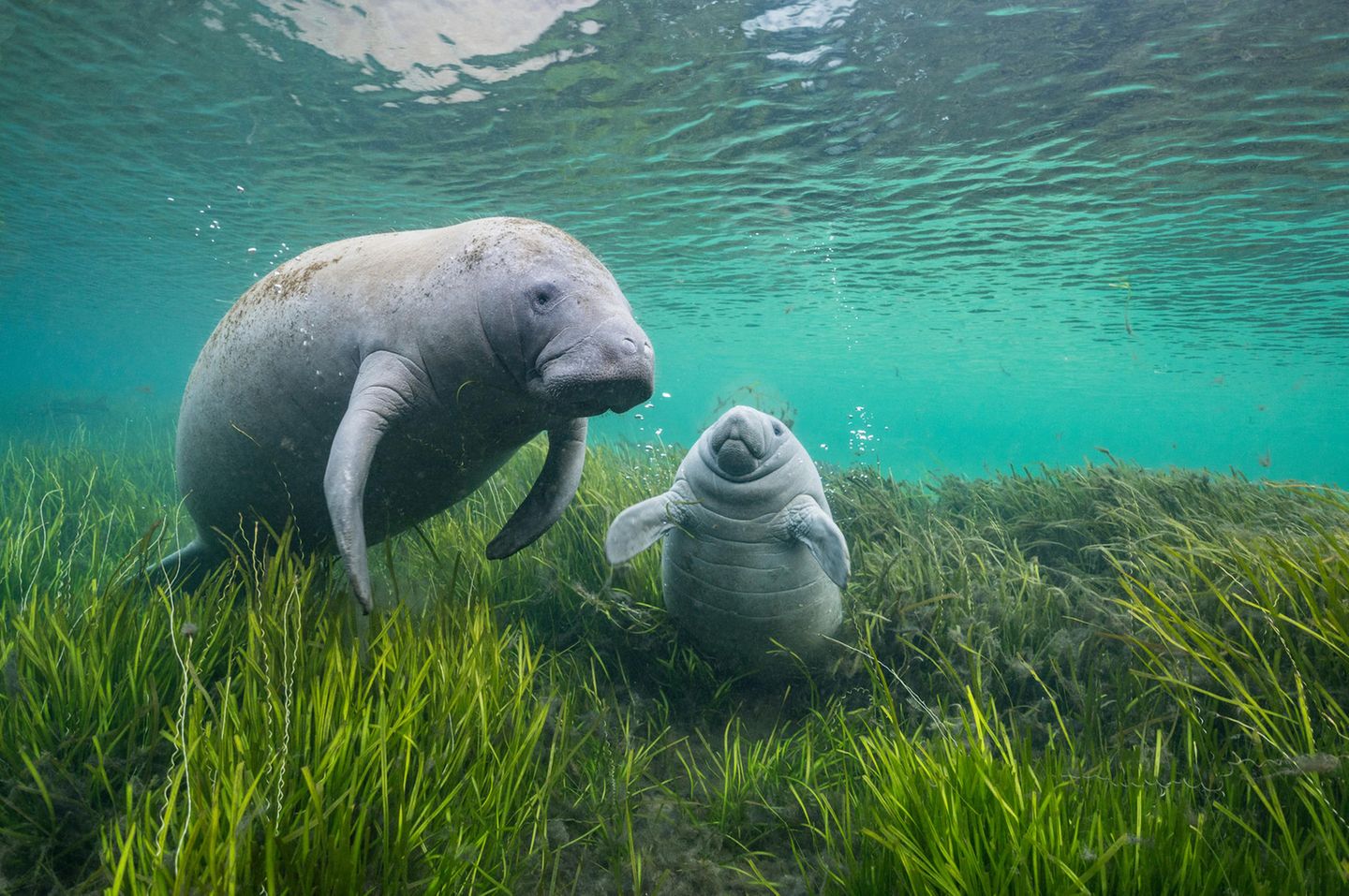 Eine Sehkuh und ihr Junges schwimmen im Crystal River in neu angepflanztem Seegras