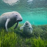 Eine Sehkuh und ihr Junges schwimmen im Crystal River in neu angepflanztem Seegras