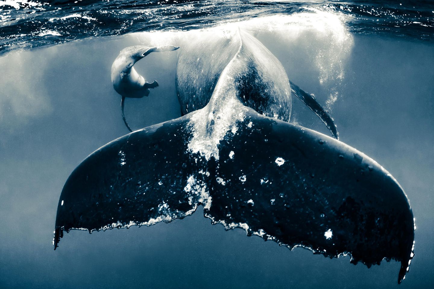 Ein Buckelwal durchschwimmt Seite an Seite mit seinem Kalb den Ozean