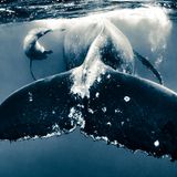 Ein Buckelwal durchschwimmt Seite an Seite mit seinem Kalb den Ozean