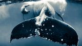 Ein Buckelwal durchschwimmt Seite an Seite mit seinem Kalb den Ozean