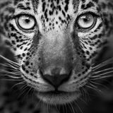 Großaufnahme des Gesichts eines Jaguars, einem Opfer von illegalem Wildtierhandel