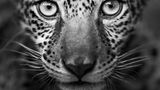 Großaufnahme des Gesichts eines Jaguars, einem Opfer von illegalem Wildtierhandel