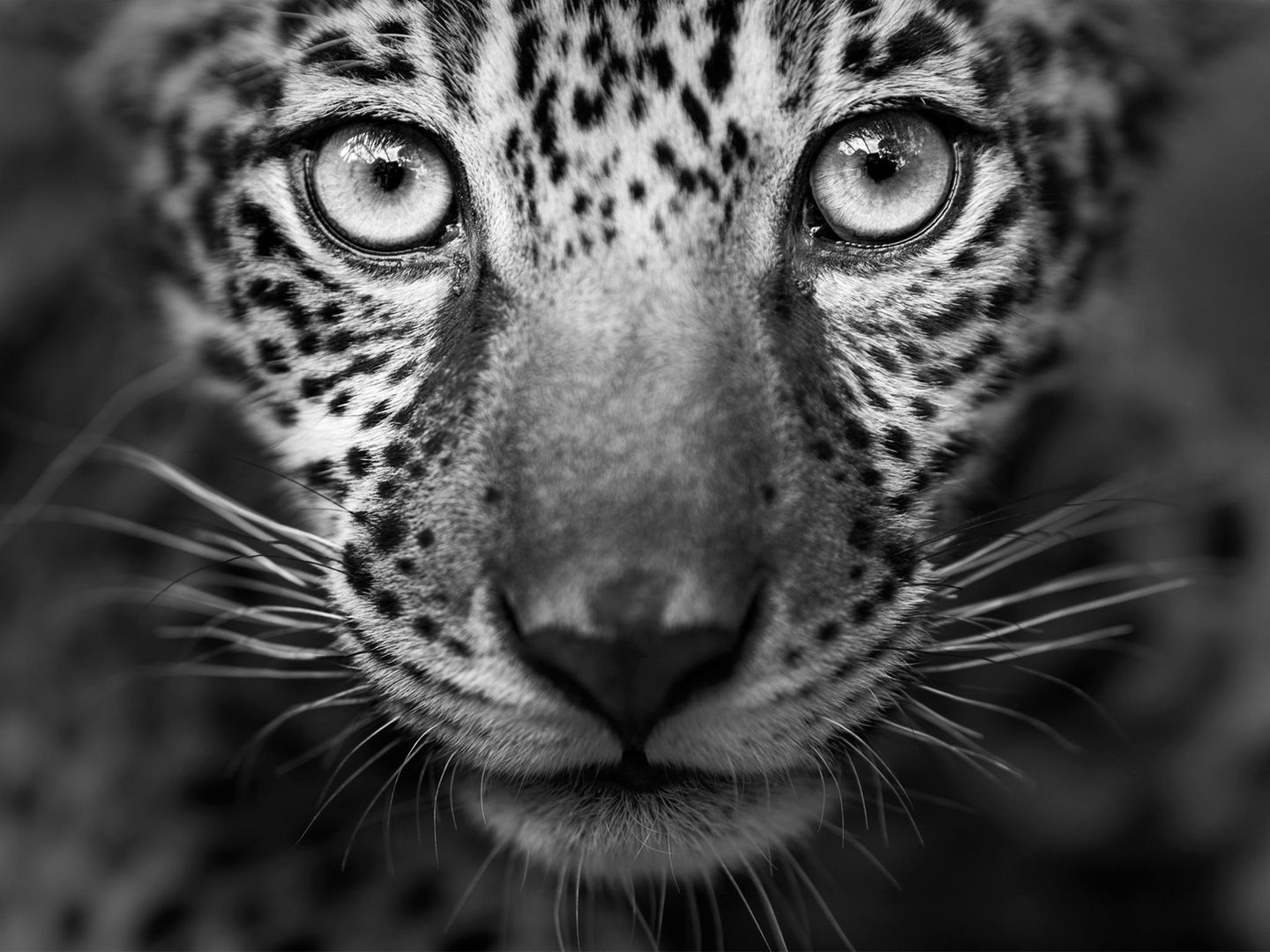 Großaufnahme des Gesichts eines Jaguars, einem Opfer von illegalem Wildtierhandel Großaufnahme des Gesichts eines Jaguars, einem Opfer von illegalem Wildtierhandel