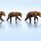 Drei durchnässte Bärenjunge laufen ihrer Mutter hinterher