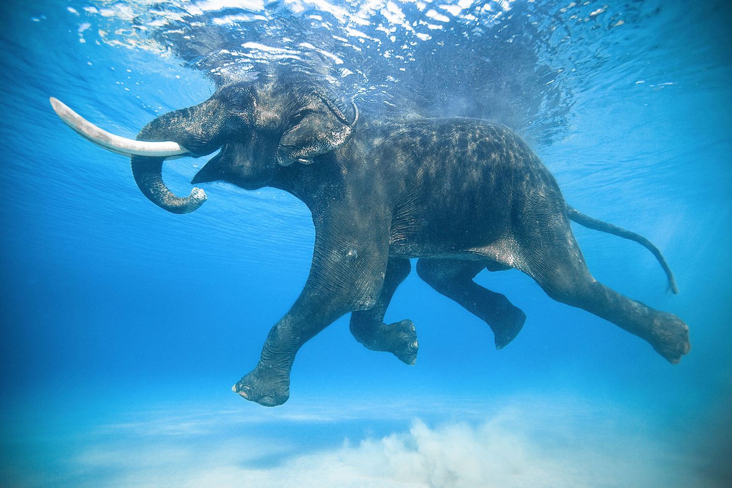 Der 66 Jahre alte Elefant Rajan nimmt ein Bad