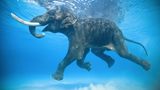 Der 66 Jahre alte Elefant Rajan nimmt ein Bad