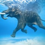 Der 66 Jahre alte Elefant Rajan nimmt ein Bad