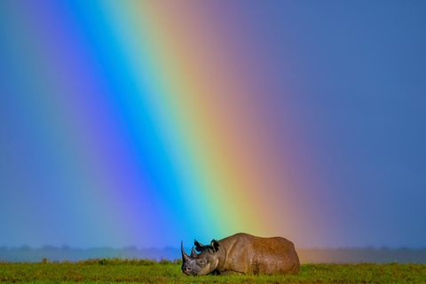 Ein Spitzmaulnashorn ruht sich unter einem Regenbogen aus