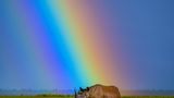 Ein Spitzmaulnashorn ruht sich unter einem Regenbogen aus