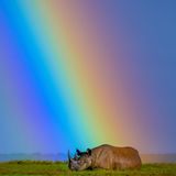 Ein Spitzmaulnashorn ruht sich unter einem Regenbogen aus