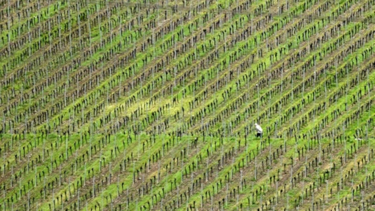 Weinberg bei Würzburg