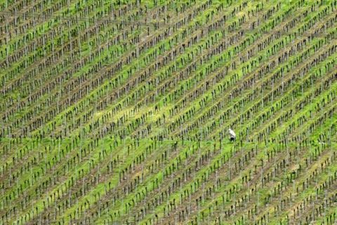 Weinberg bei Würzburg