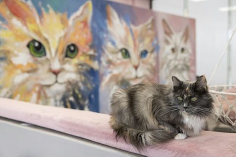 Katze