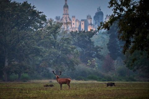 Jagdschloss Chambord mit Hirsch