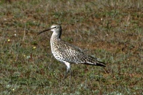 In den Feuchtgebieten Europas und Asiens fühlt sich der Dünnschnabel-Brachvogel am wohlsten