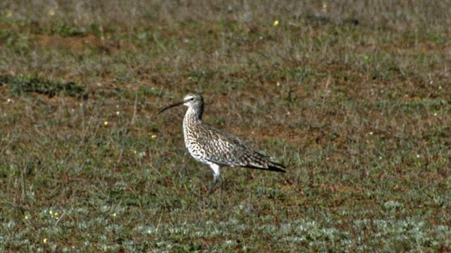 In den Feuchtgebieten Europas und Asiens fühlt sich der Dünnschnabel-Brachvogel am wohlsten
