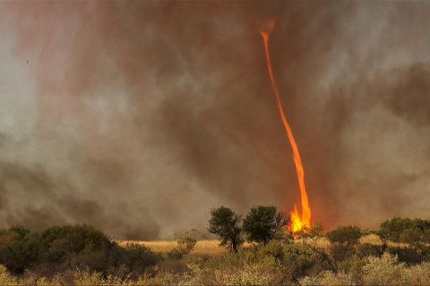 Ein Feuertornado, eigentlich Feuerteufel, wirbelt in der Savanne dunkle Wolken in die Luft
