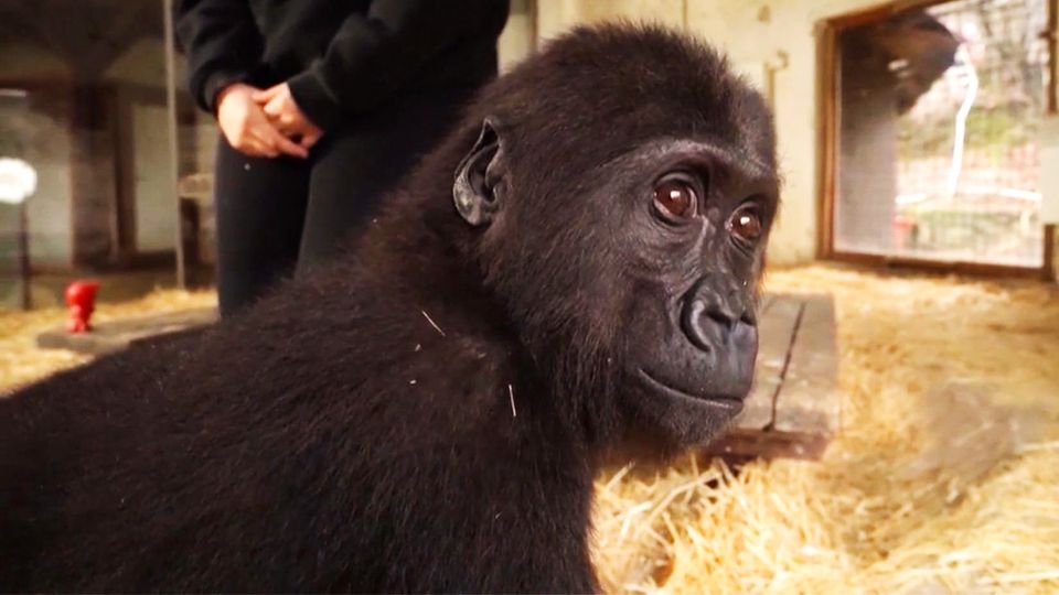 In Mini-Kiste geschmuggeltes Gorilla-Baby bleibt isoliert In Mini-Kiste geschmuggeltes Gorilla-Baby bleibt isoliert