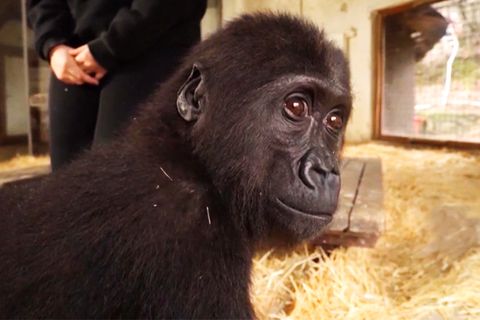 In Mini-Kiste geschmuggeltes Gorilla-Baby bleibt isoliert