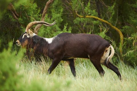 Eine Weißnacken-Moorantilope, wie die aus dem Leipziger Zoo, in freier Wildbahn