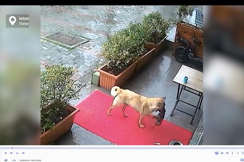 Video aus Überwachungskamera: Hundemama trägt bewusstlosen Welpen zum Tierarzt