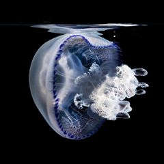Quallen: Eine weißliche Lungenqualle mit blauem Saum vor schwarzem Hintergrund