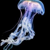 Quallen: Eine Leuchtqualle leuchtet weißlich und hellviolett vor schwarzem Hintergrund