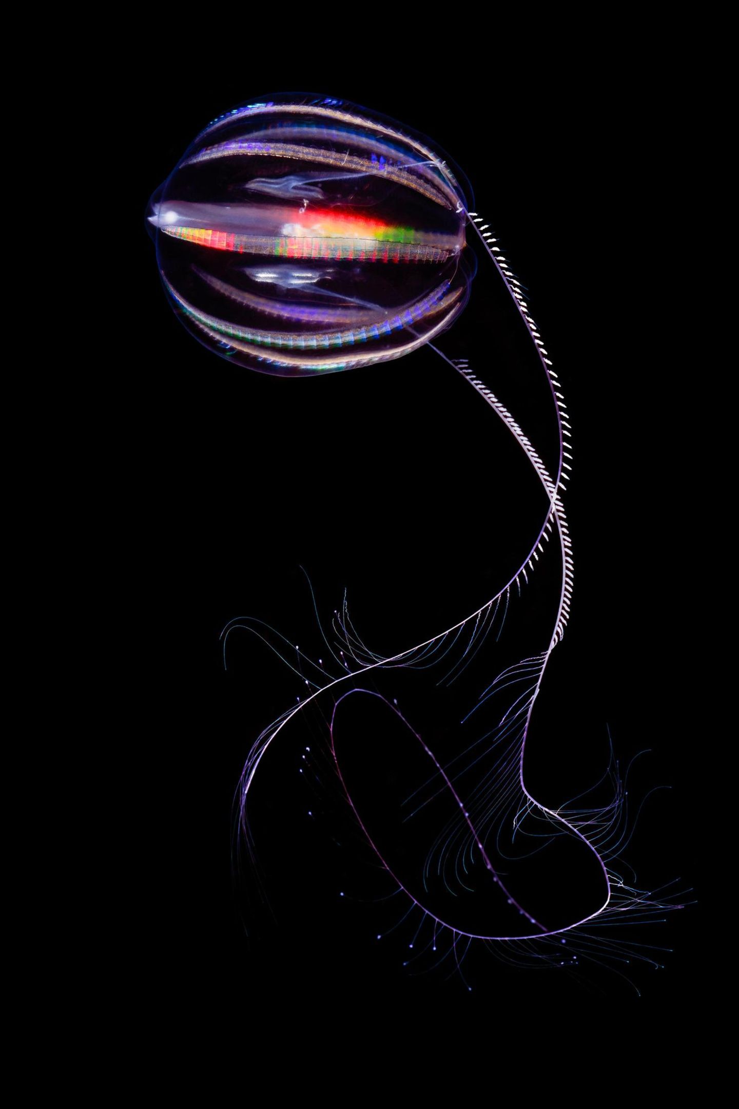 Leuchtende Qualle: Eine kugelige Seestachelbeere, an deren Rippen sich das Licht bricht, vor schwarzem Hintergrund Leuchtende Qualle: Eine kugelige Seestachelbeere, an deren Rippen sich das Licht bricht, vor schwarzem Hintergrund