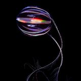 Leuchtende Qualle: Eine kugelige Seestachelbeere, an deren Rippen sich das Licht bricht, vor schwarzem Hintergrund