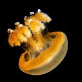 Quallen: Eine junge Gepunktete Wurzelmundqualle mit büscheligen Armen vor schwarzem Hintergrund
