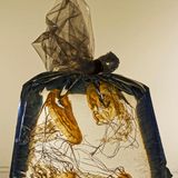 In Plastikbeuteln und dick gepolsterten Kisten verschickt die "Jellyfish Farm" ihre jungen Quallen in alle Welt bis nach Fernost. Wichtig ist, dass keine Luft im Beutel bleibt, damit die Tiere möglichst wenig umherschwappen