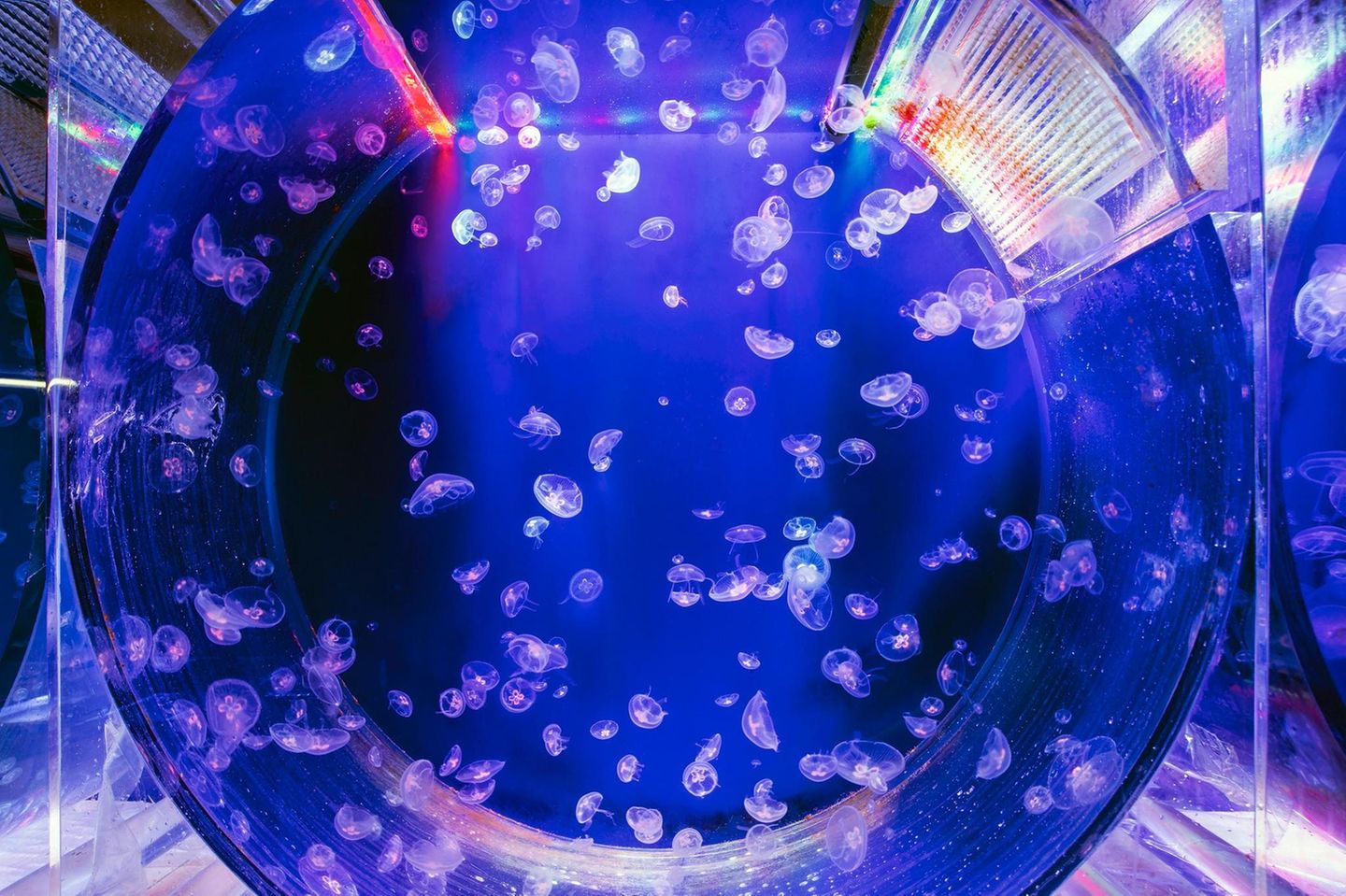 Quallen schweben in einem runden Aquarium bei blauem Licht