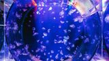 Quallen schweben in einem runden Aquarium bei blauem Licht