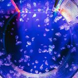 Quallen schweben in einem runden Aquarium bei blauem Licht