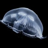 Eine Ohrenqualle, weißlich leuchtend, schwimmt vor schwarzem Hintergrund