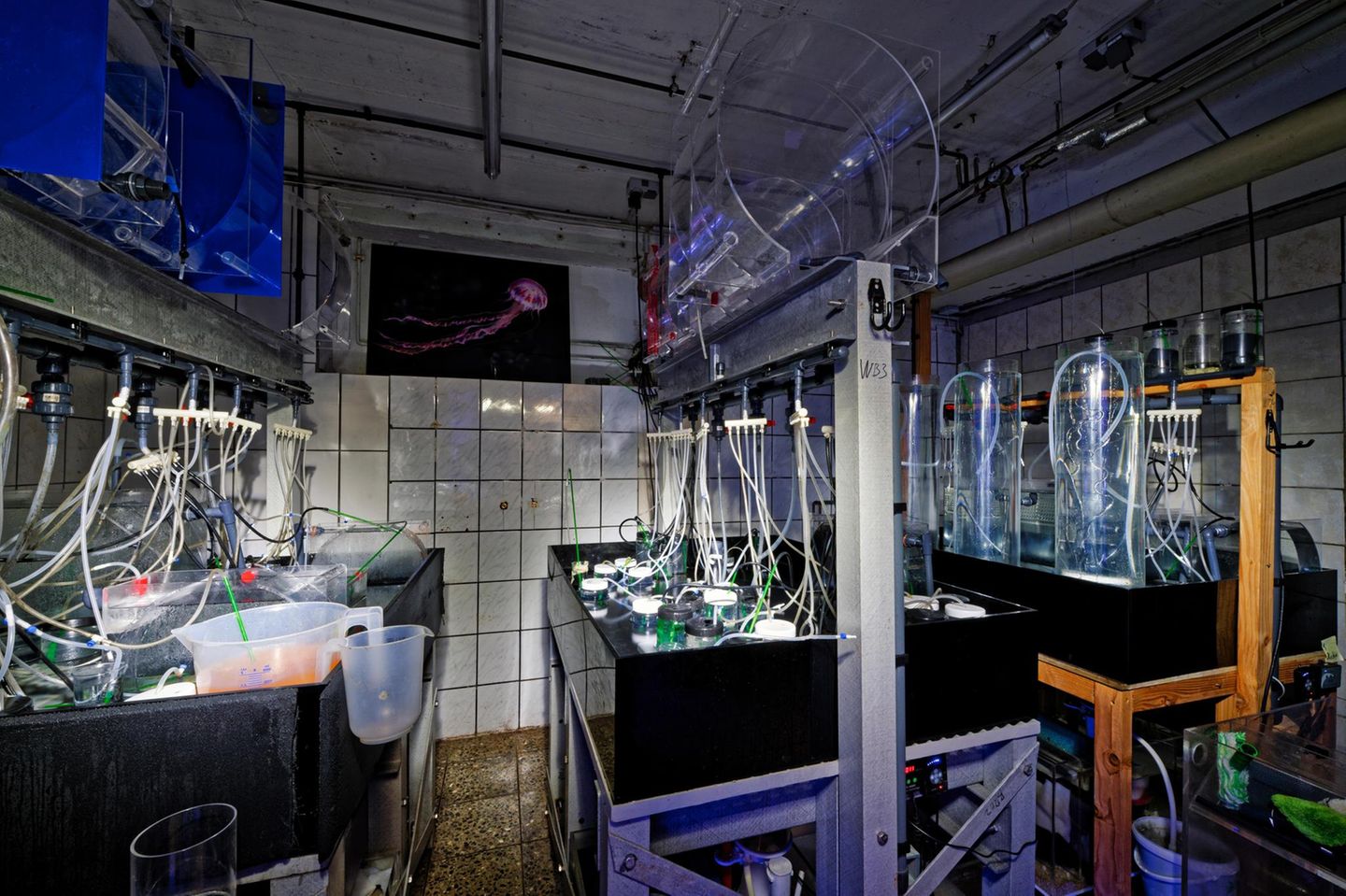 Quallen-Aquarien in einem gekachelten Raum mit vielen Schläuchen und Leuchtröhren